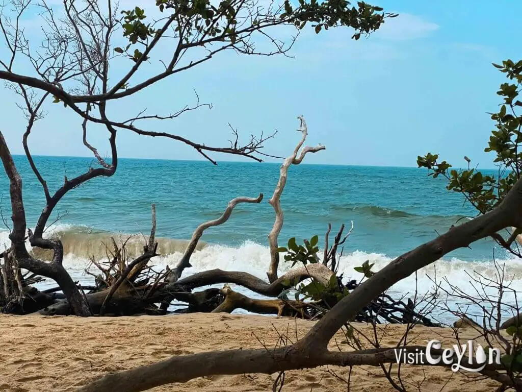 Beach view at Baththalangunduwa campsite with sandy shore and calm ocean waters.