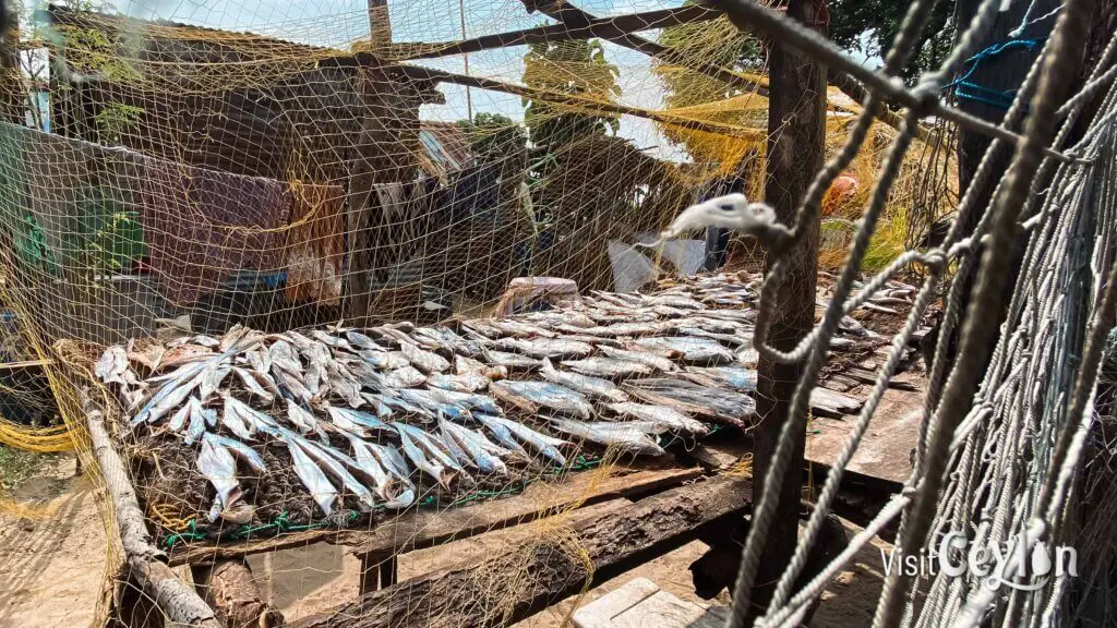 Dry fish laid out on mats under the sun for preservation.