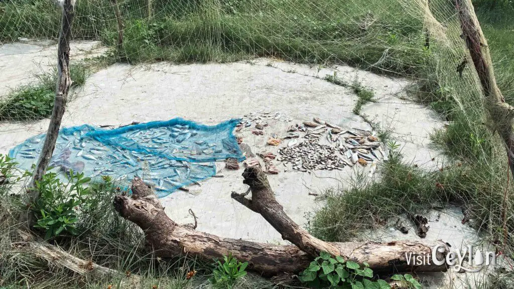 Fish drying under the sun on the beach, laid out on mats.