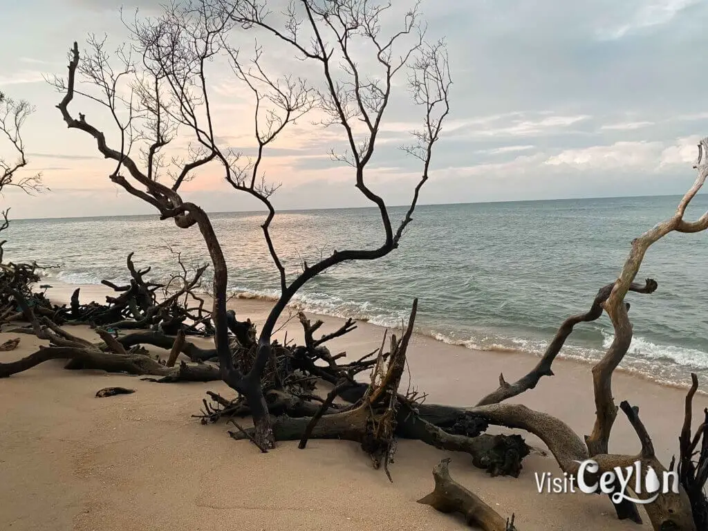 Sunset over the ocean with golden sky and calm waters.