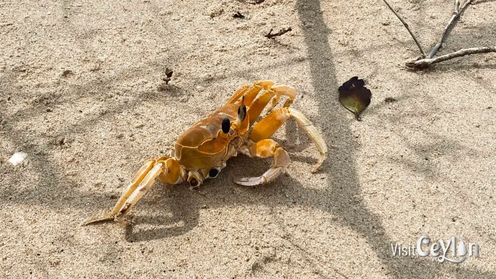 Crab with missing two legs on sandy beach.