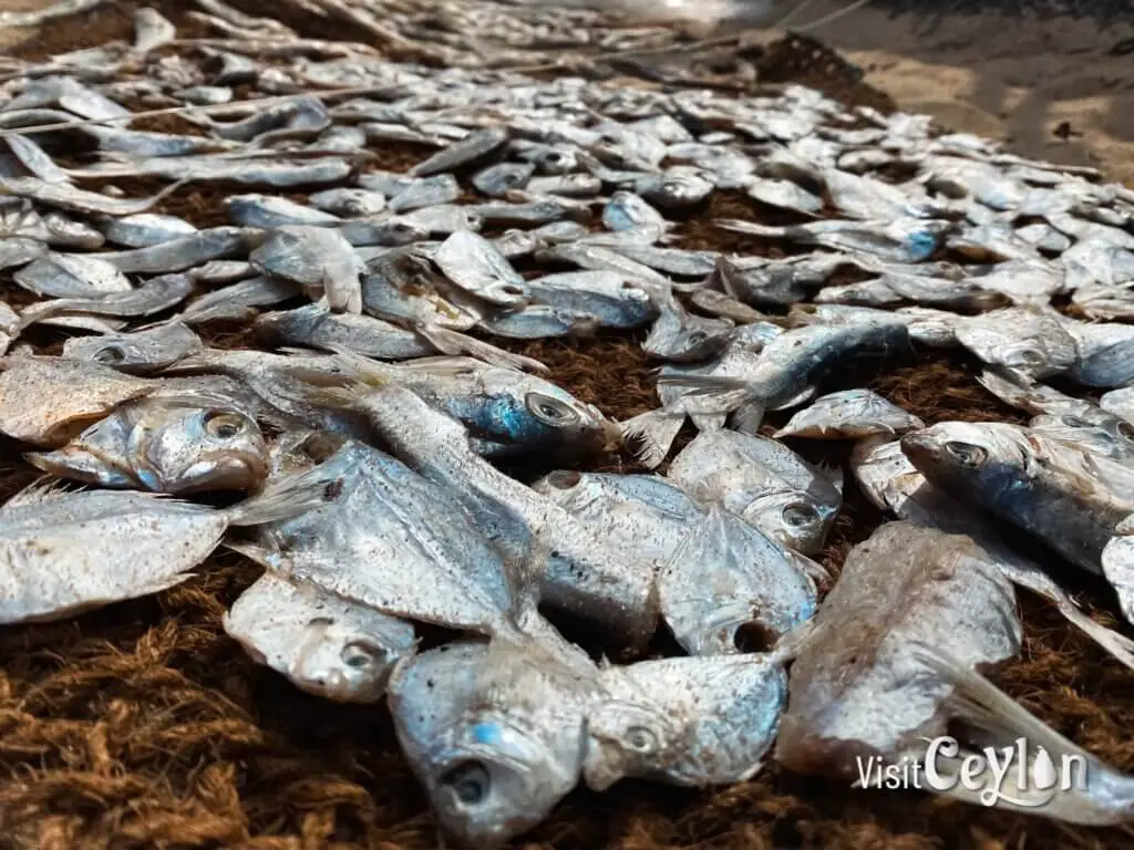 Karalla fish drying under the sun on mats at the beach.