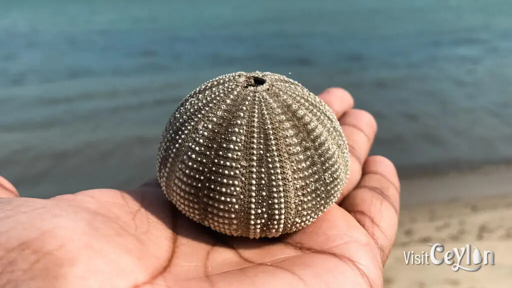 Empty sea urchin shell lying on the sandy beach.