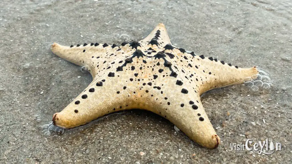 Horned sea star on the sandy beach with its distinctive spiny arms.