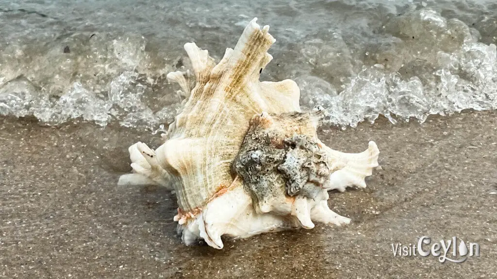 Murex seashell with spiky ridges on sandy beach.
