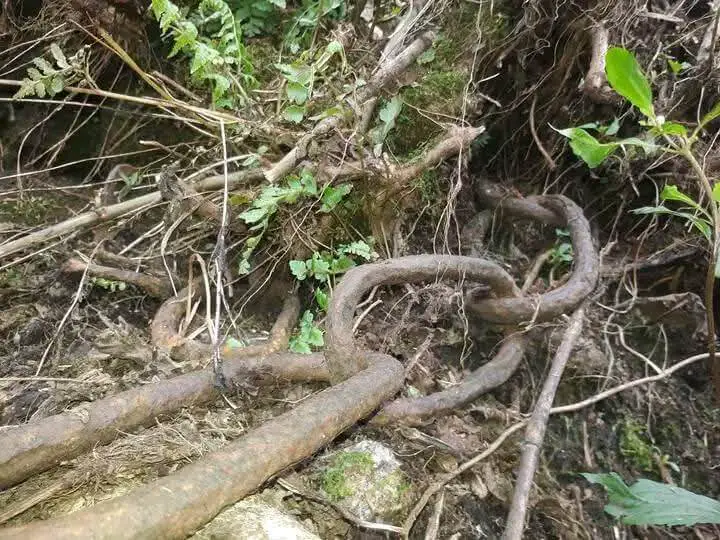 Heavily corroded ancient iron chains along the Sri Pada mountain trail.