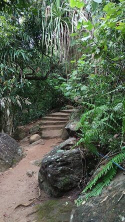 Forest path leading to the beach, Sri Lanka. Photo by Lia G, Forest path to JB in Sri Lanka surrounded by lush vegetation.