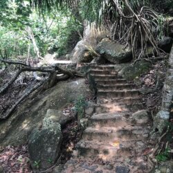 Lovely forest path leading to the beach, Sri Lanka. Photo by Hady T, Forest path leading to Jungle Beach in Sri Lanka surrounded by lush greenery.