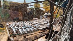 Dry fish under the sun – Photo by Sameera Marapperuma Dry fish laid out on mats under the sun for preservation.