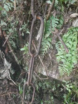 Ancient iron chains of Sri Pada visible after a landslide Ancient iron chains of Sri Pada exposed after a landslide along the mountain trail.