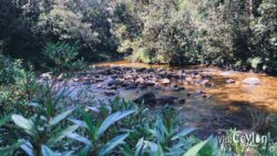 Beauty of Baththalu Oya – Photo by Sameera Marapperuma Scenic view of Baththalu Oya flowing through lush greenery.