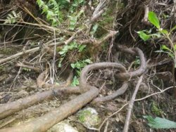 Heavily corroded ancient iron chains of Sri Pada Heavily corroded ancient iron chains along the Sri Pada mountain trail.