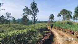 Trail path surrounded by tea estates – Photo by Sameera Marapperuma Path on the way to Dahanakanda Mukkuwaththa Sri Pada trail head surrounded by lush tea estates.