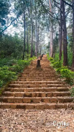 Path to the Japanese Peace Pagoda at Sri Pada – Photo by Sameera Marapperuma Scenic path leading to the Japanese Peace Pagoda at Sri Pada surrounded by forest.