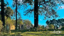 Ruins of the old Wawathanna estate bungalow, Sri Lanka
📷 Photo Credit: Sameera Marapperuma | Visit Ceylon Old ruins of Wawathanna estate bungalow surrounded by overgrown grass and forest, Sri Lanka.